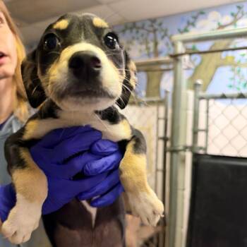 Hurricane -  Border Collie and Whippet Dog for Adoption in Lenexa, Kansas - Hurricane | PetCurious