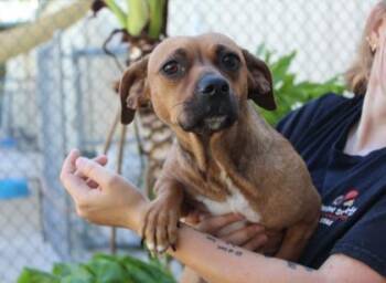 Dachshund and Mixed Breed Dogs Available for Adoption in Brunswick, Georgia - Cilantros | PetCurious