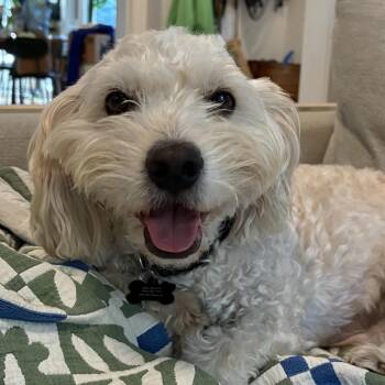 Mr. Happy Buster -  Miniature Poodle Dog for Adoption in Ridgefield, Washington - Mr. Happy Buster | PetCurious