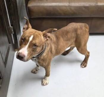 Pit Bull Terrier Dogs Available for Adoption in Mount Gilead, Ohio - CoCo | PetCurious