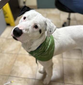 Labrador Retriever and Border Collie Dogs Available for Adoption - Dennis | PetCurious