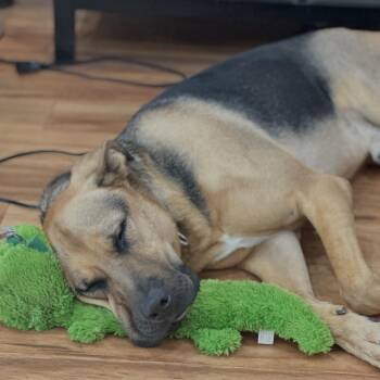 Rescue German Shepherd Dog Dogs for Adoption in Lebec, California - Max - Urgent | PetCurious