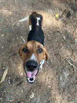 Treeing Walker Coonhound and Mixed Breed Dogs Available for Adoption in North Charleston, South Carolina - 06689B Rooster | PetCurious