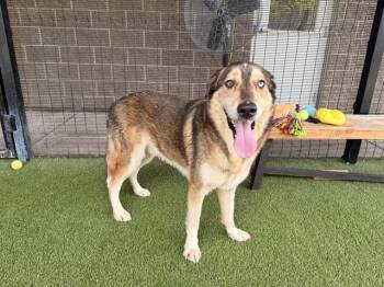 CANELO -  Siberian Husky and German Shepherd Dog Dog for Adoption in Rowlett, Texas - CANELO | PetCurious