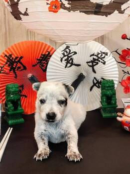 Chinese Takeout Litter - Wonton -  Australian Cattle Dog Blue Heeler Dog for Adoption in Columbus, Ohio - Chinese Takeout Litter - Wonton | PetCurious