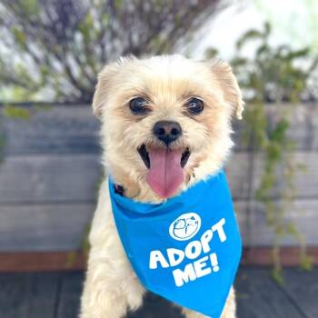 Paddington -  Shih Tzu Dog Available for Adoption in Pacific Grove, California - Paddington | PetCurious