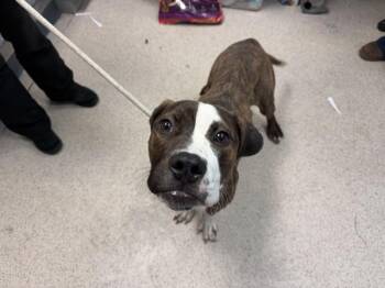 Mixed Breed Dogs Available for Adoption - Frankie | PetCurious