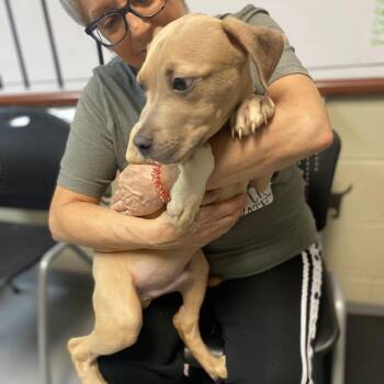 Mixed Breed Dogs Available for Adoption in Hamilton, Georgia - Hobbs 6703 | PetCurious