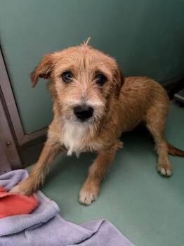 A551828 -  Terrier and Mixed Breed Dog for Adoption in Moreno Valley, California - A551828 | PetCurious