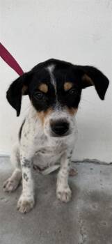 Rat Terrier and Mixed Breed Dogs Available for Adoption - KLARA | PetCurious
