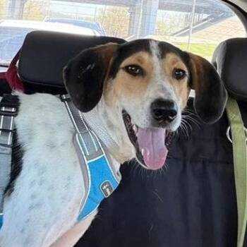 Labrador Retriever and Pointer Dogs Available for Adoption in Morristown, New Jersey - Boris | PetCurious
