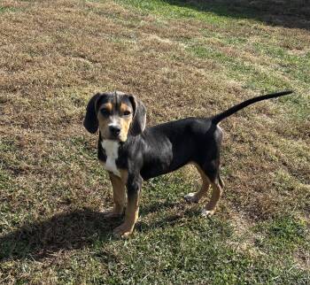 Alvin -  Beagle and Labrador Retriever Dog for Adoption in Lexington, Kentucky - Alvin | PetCurious