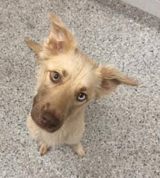 Chandler -  Mixed Breed Dog for Adoption in Kansas City, Missouri - Chandler | PetCurious