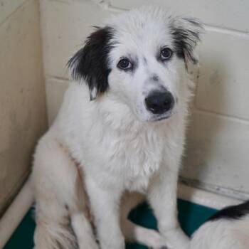 Gomez -  Collie Dog for Adoption in Tuscaloosa, Alabama - Gomez | PetCurious