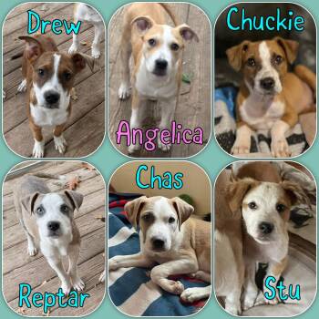 Rescue Great Pyrenees and Cattle Dog Dogs for Adoption in Traverse City, Michigan - Rugrat Litter- Puppies | PetCurious