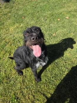 Porkchop -  Mixed Breed Dog for Adoption in Roseburg, Oregon - Porkchop | PetCurious