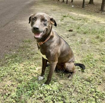 Rescue Jack Russell Terrier Dogs for Adoption in Longview, Texas - Little Star | PetCurious
