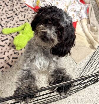Australian Shepherd and Shih Tzu Dogs Available for Adoption in Richmond, Texas - Georgia | PetCurious