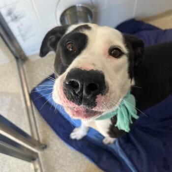 Mixed Breed Dogs Available for Adoption in Gloucester, Virginia - Goofy Boy | PetCurious