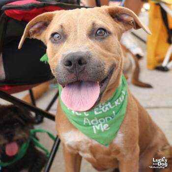 Snow Mitten -  Labrador Retriever and Shepherd Dog for Adoption in Washington, District Of Columbia - Snow Mitten | PetCurious