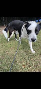Rescue Husky and Mixed Breed Dogs for Adoption in Moultrie, Georgia - Danny | PetCurious
