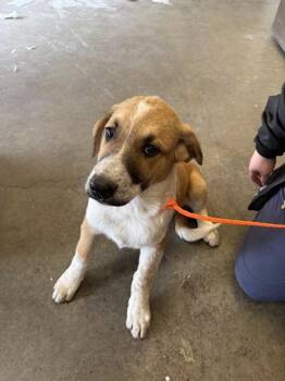 ZIP -  Australian Cattle Dog Blue Heeler Dog for Adoption in Ontario, California - ZIP | PetCurious