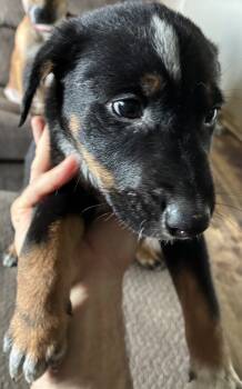Puppy 1 -  Border Collie and Mixed Breed and Australian Cattle Dog Blue Heeler Dog for Sale in New Cumberland, Pennsylvania - Puppy 1 | PetCurious