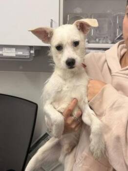 Mixed Breed Dogs Available for Adoption in West Chester, Pennsylvania - Catfish | PetCurious
