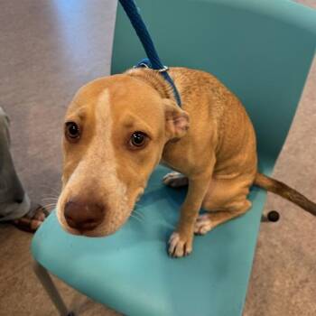 Maple -  Pit Bull Terrier and Mixed Breed Dog for Adoption in Brentwood, Missouri - Maple | PetCurious