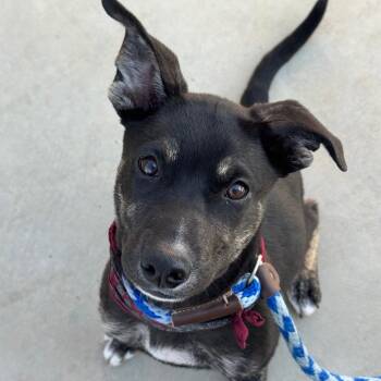Cherry Cola -  Rottweiler and Shepherd Dog for Adoption in Goleta, California - Cherry Cola | PetCurious