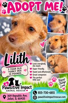 Lillith -  Yorkie Poo Dog for Adoption in Shorewood, Illinois - Lillith | PetCurious