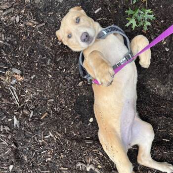 Stripes -  Yellow Labrador Retriever Dog for Adoption in East Hampton, New York - Stripes | PetCurious