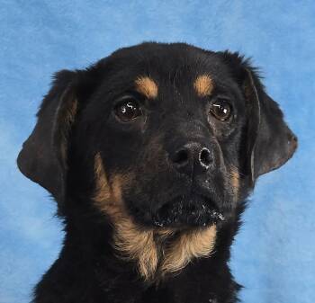 Beagle and Spaniel Dogs Available for Adoption - Nemea | PetCurious