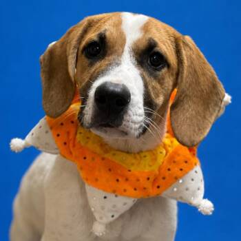 Daphne -  American Staffordshire Terrier and Mixed Breed Dog for Adoption in Riverside, California - Daphne | PetCurious