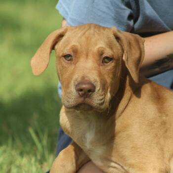 Surfboard -  Labrador Retriever Dog for Adoption in Columbia, South Carolina - Surfboard | PetCurious