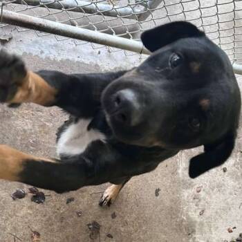 Rescue Mixed Breed Dogs for Adoption in Gadsden, Alabama - ELM 34 | PetCurious