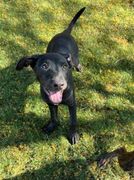 Labrador Retriever and Mixed Breed Dogs Available for Adoption in Blythe, California - ASHLEY | PetCurious