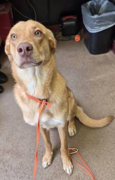 Minnie -  Labrador Retriever and Australian Cattle Dog Blue Heeler Dog for Adoption in Sierra Vista, Arizona - Minnie | PetCurious