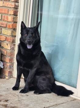 Shepherd Dogs Available for Adoption in Munford, Tennessee - Sadie (Courtesy Post) | PetCurious