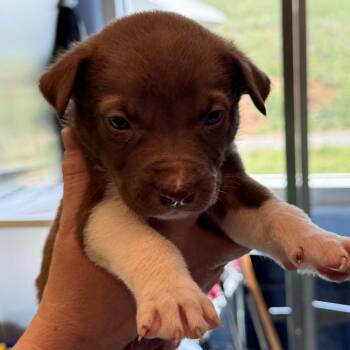 Hound and Pit Bull Terrier Dogs Available for Adoption in Madisonville, Tennessee - Patakis | PetCurious