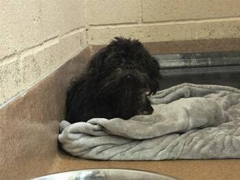 TEDDY BEAR -  Shih Tzu Dog for Adoption in Martinez, California - TEDDY BEAR | PetCurious