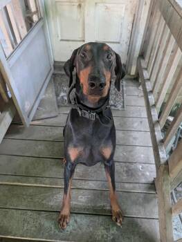 Rescue Doberman Pinscher Dogs for Adoption in Nashville, Tennessee - Kylo | PetCurious