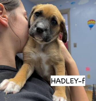 Anatolian Shepherd and Boxer Dogs Available for Adoption - Hadley | PetCurious