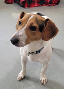 Greg (Buddy) -  Beagle and Jack Russell Terrier Dog for Adoption in Lawrenceburg, Tennessee - Greg (Buddy) | PetCurious
