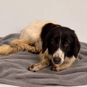 Tonka 26-08-070 -  Australian Shepherd and Mixed Breed Dog for Adoption in Bastrop, Texas - Tonka 26-08-070 | PetCurious