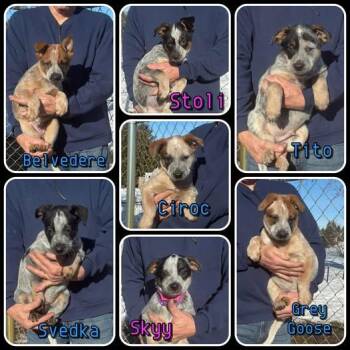 Australian Cattle Dog Blue Heeler Dogs Available for Adoption - Vodka Litter- Puppies | PetCurious