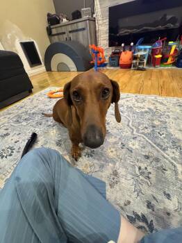 Rusty - available adopt -  Dachshund Dog for Adoption in Tustin, California - Rusty - Available Adopt | PetCurious