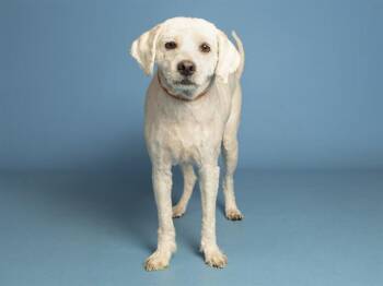 SHAGGY -  Wheaten Terrier Dog for Adoption in Phoenix, Arizona - SHAGGY | PetCurious