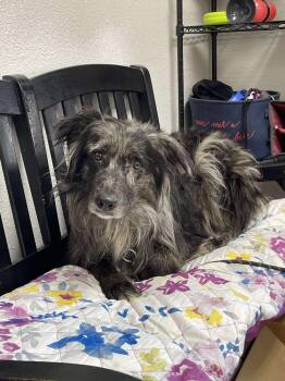 Rescue Australian Shepherd Dogs for Adoption in Bolivar, Missouri - Grizzly | PetCurious