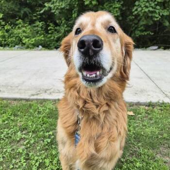 Karan 22510 -  Golden Retriever Dog for Adoption in Cumming, Georgia - Karan 22510 | PetCurious